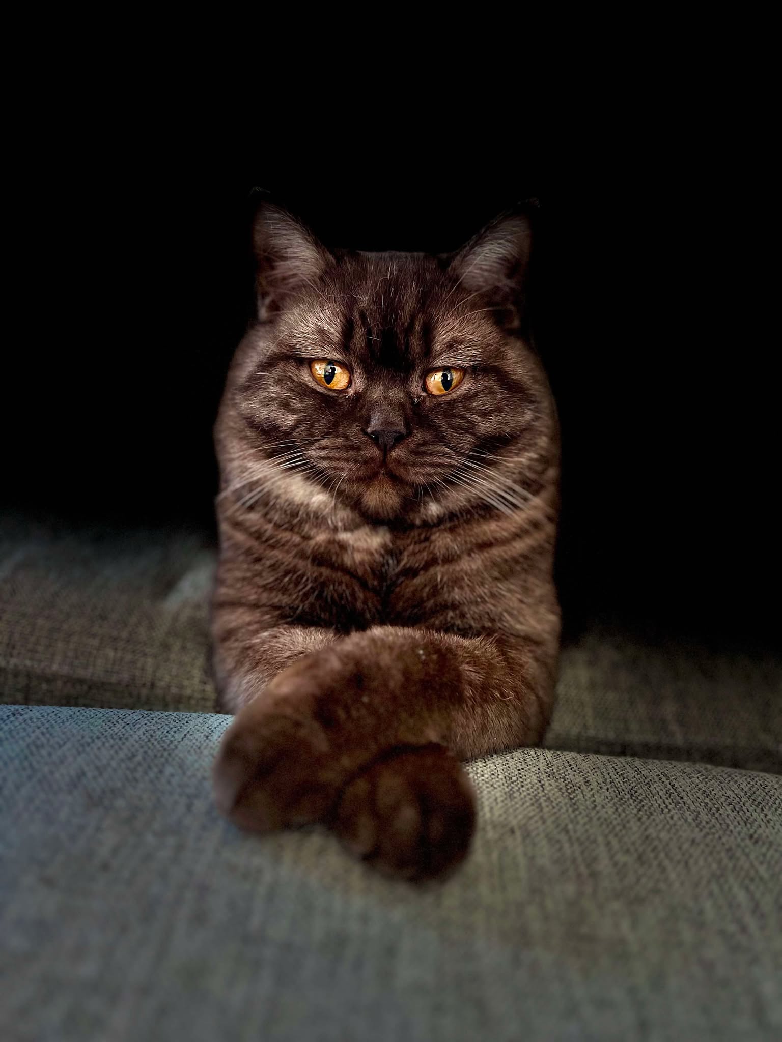 Lavendeltassens Duffy